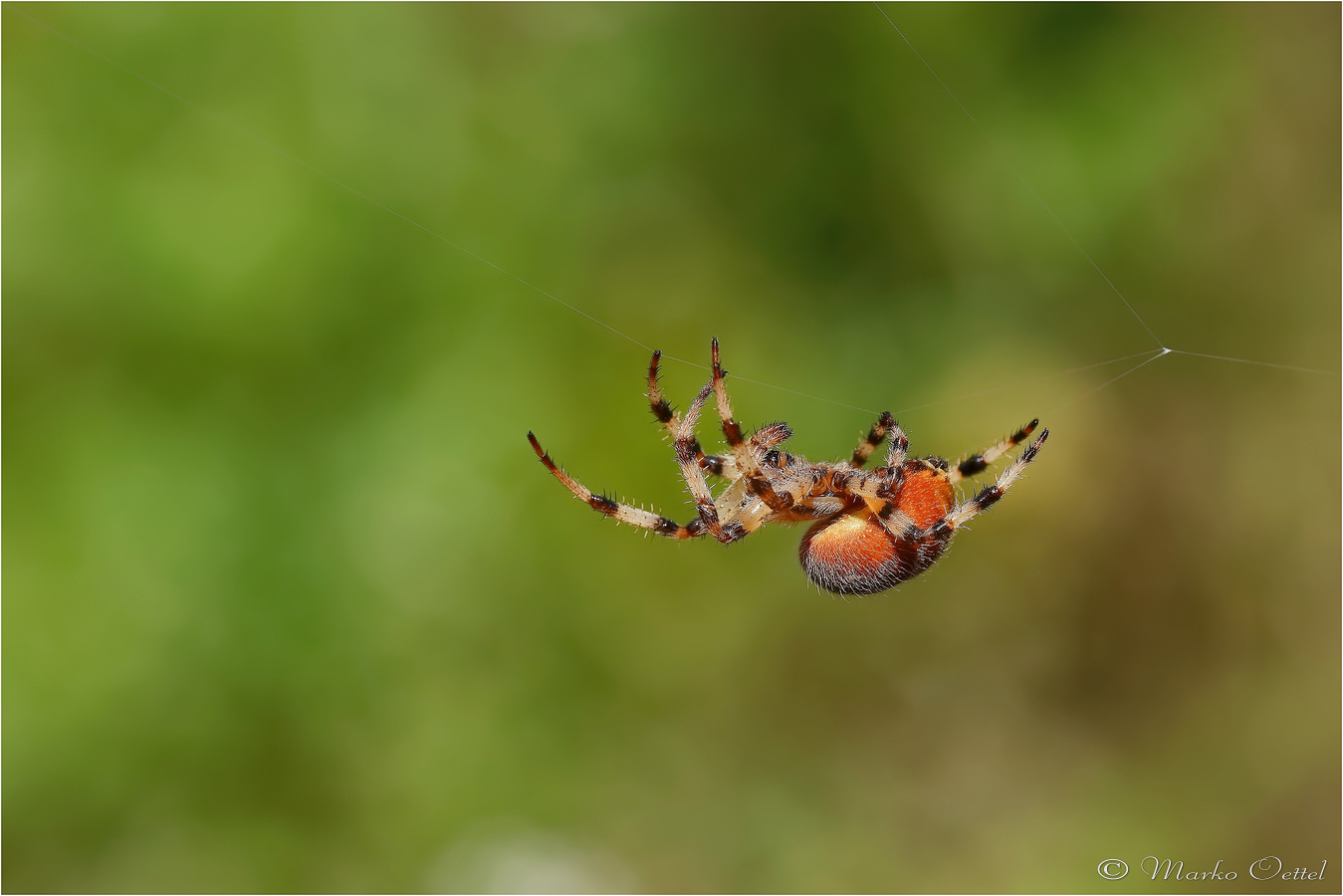 Vierfleckkreuzspinne (Araneus quadratus)