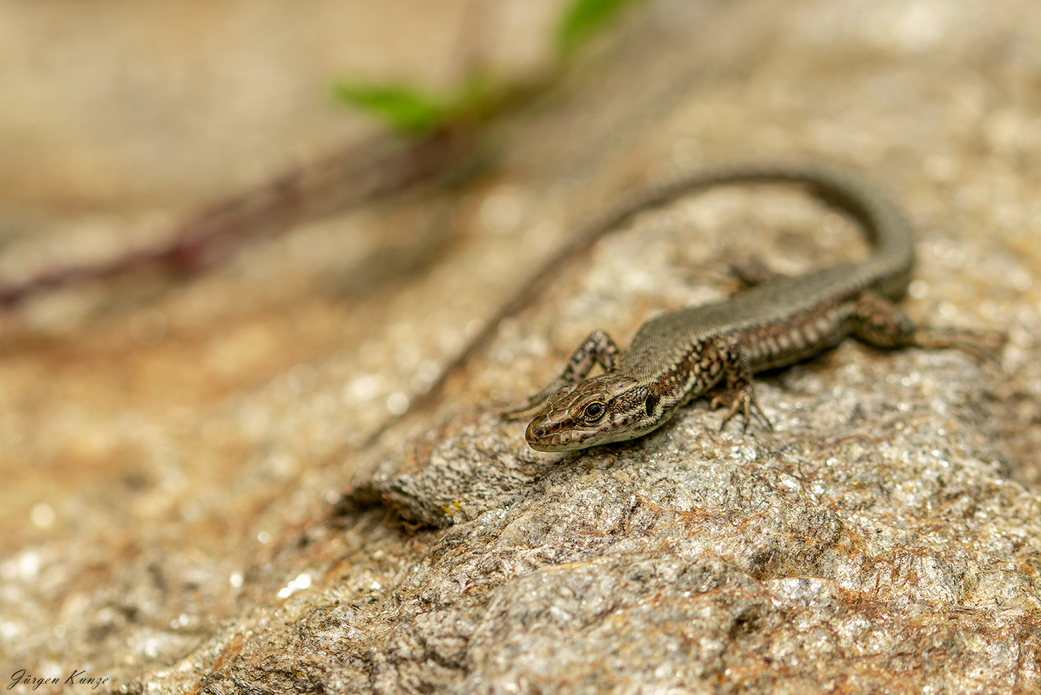 Eidechse im Lebensraum (Forum für Naturfotografen)