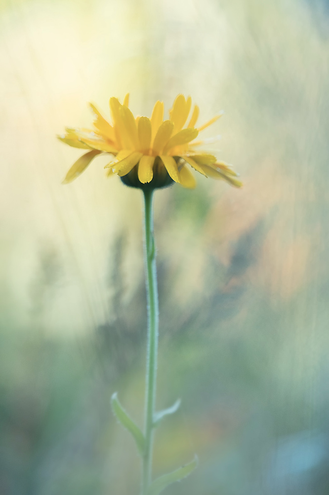 Wildblumenfeld
