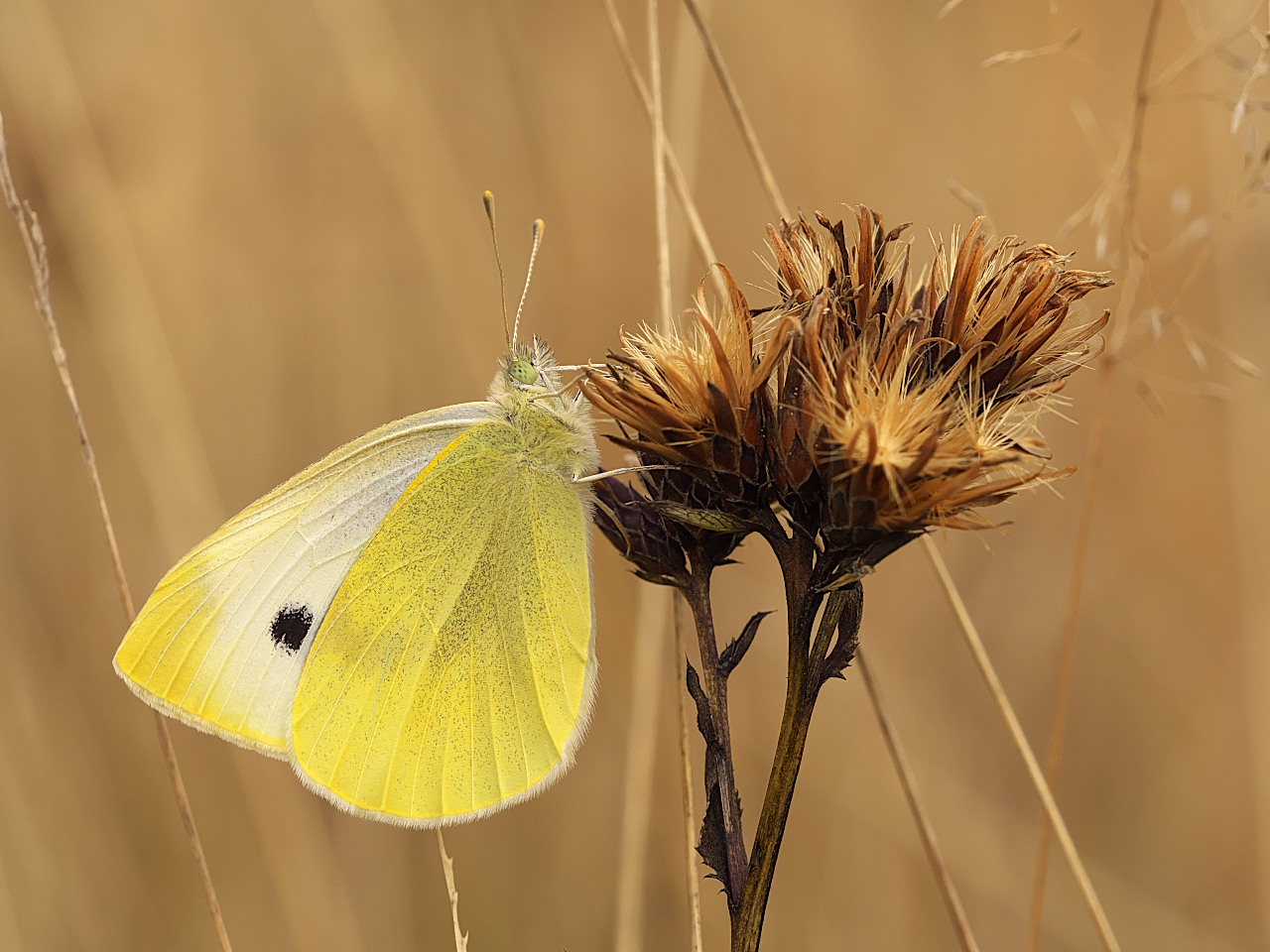 Kohlweißling (pieris rapae)