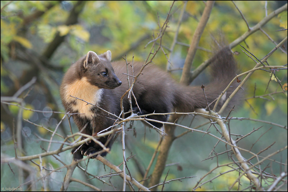 Baummarder