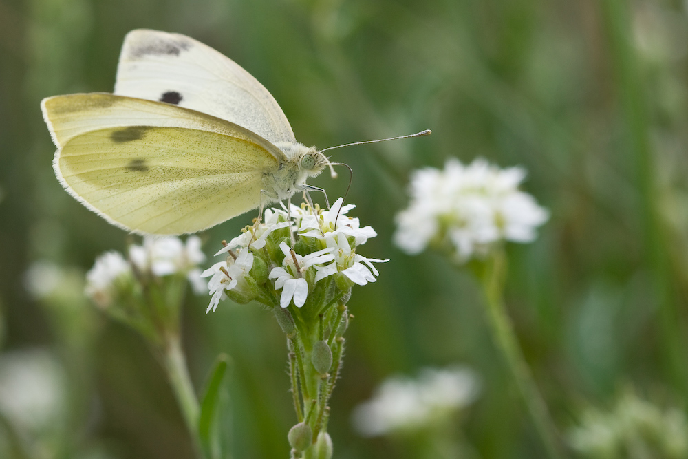 Kleiner Kohlweissling (Forum für Naturfotografen)