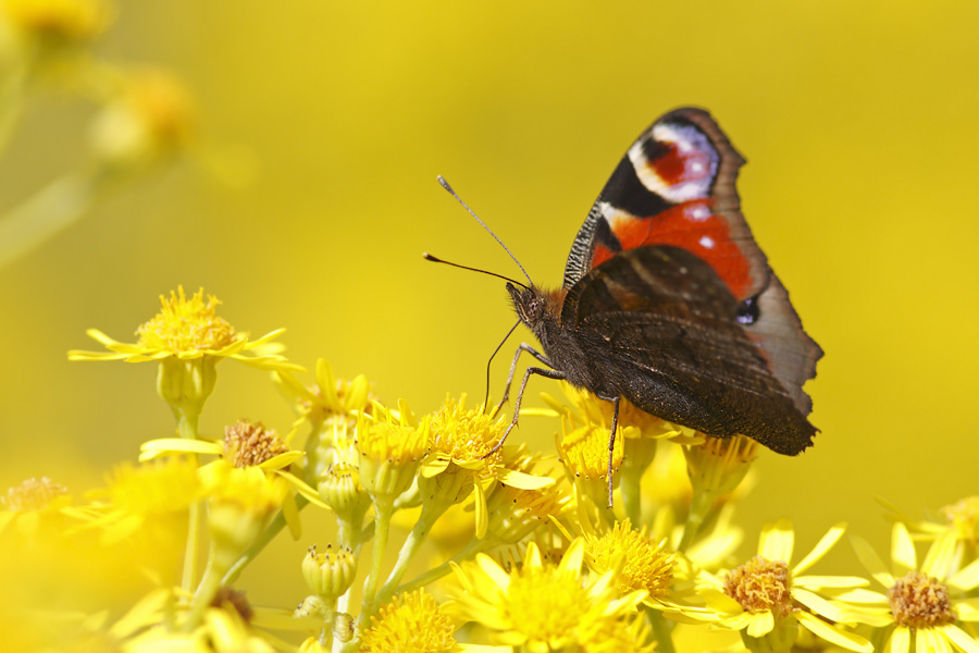 Wo ist unser Sommer???