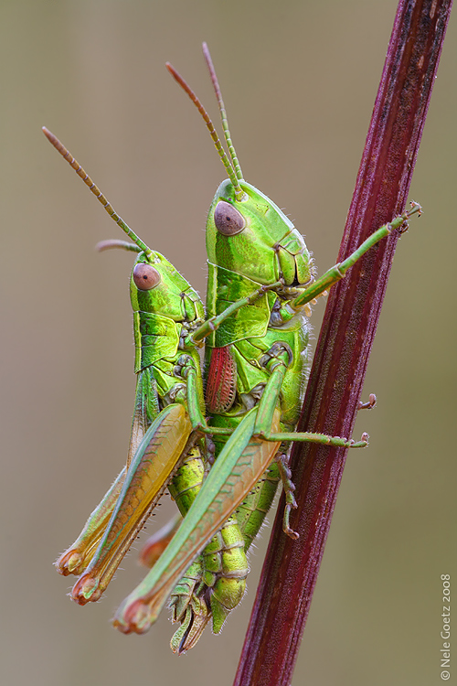 Goldenes Pärchen