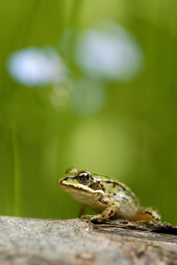 Kleiner Wasserfrosch