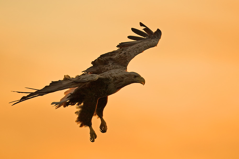 Seeadler bei skandinavischer Abendsonne