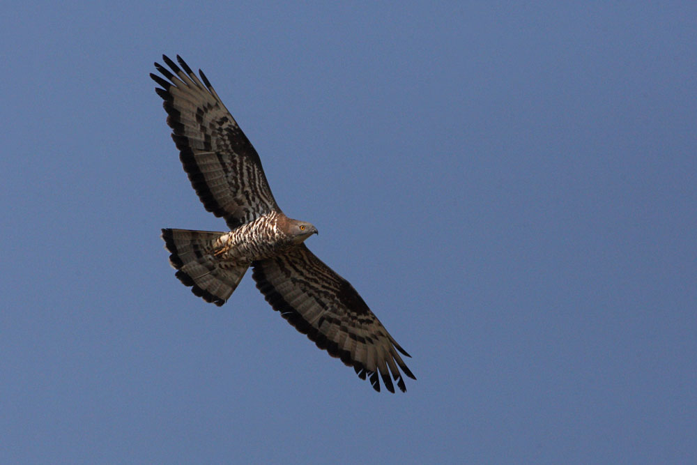 Wespenbussard