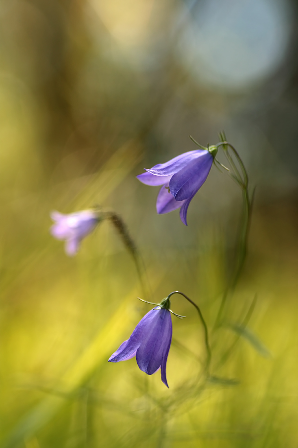 Glockenblume