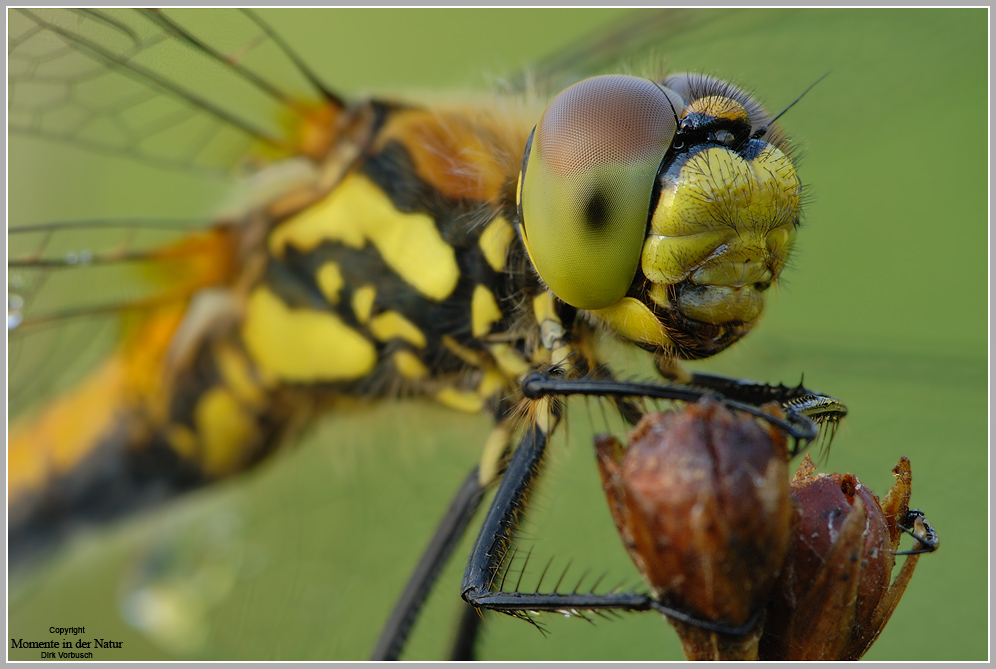Schwarze Heidelibelle (Sympetrum danae)