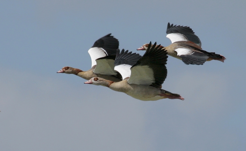 Nilgänse