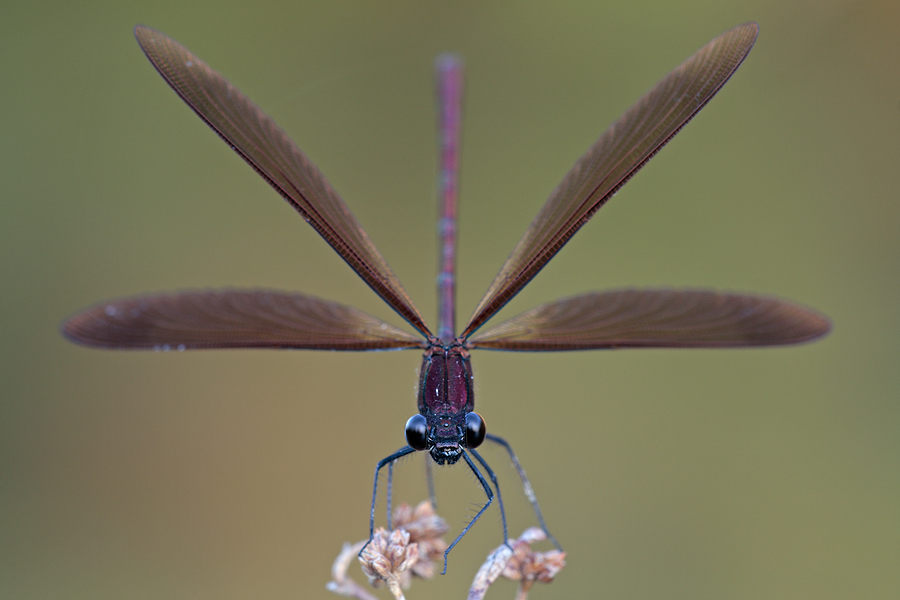 Brown Wings