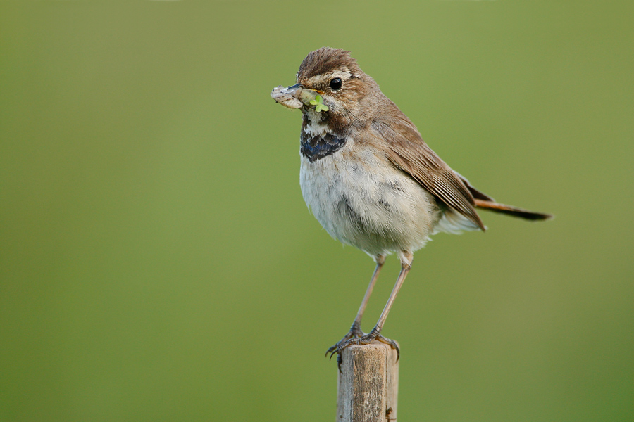 Blaukehlchen (Luscinia svecica)