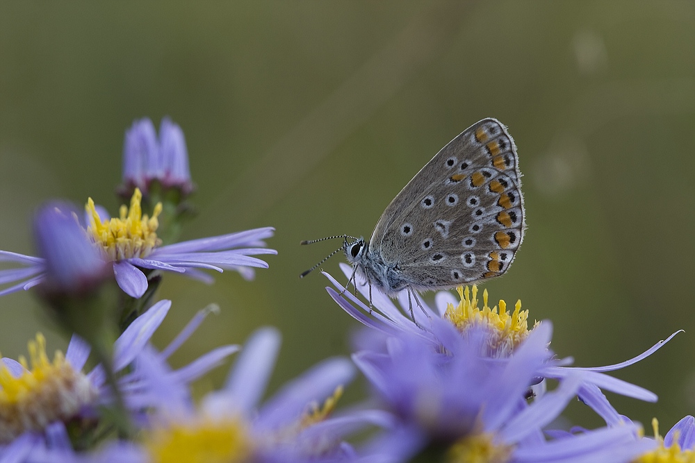 Bläuling auf blauen Astern