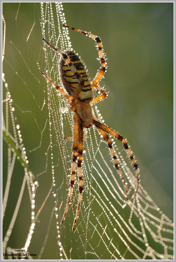 Wespenspinne (Argiope bruennichi)