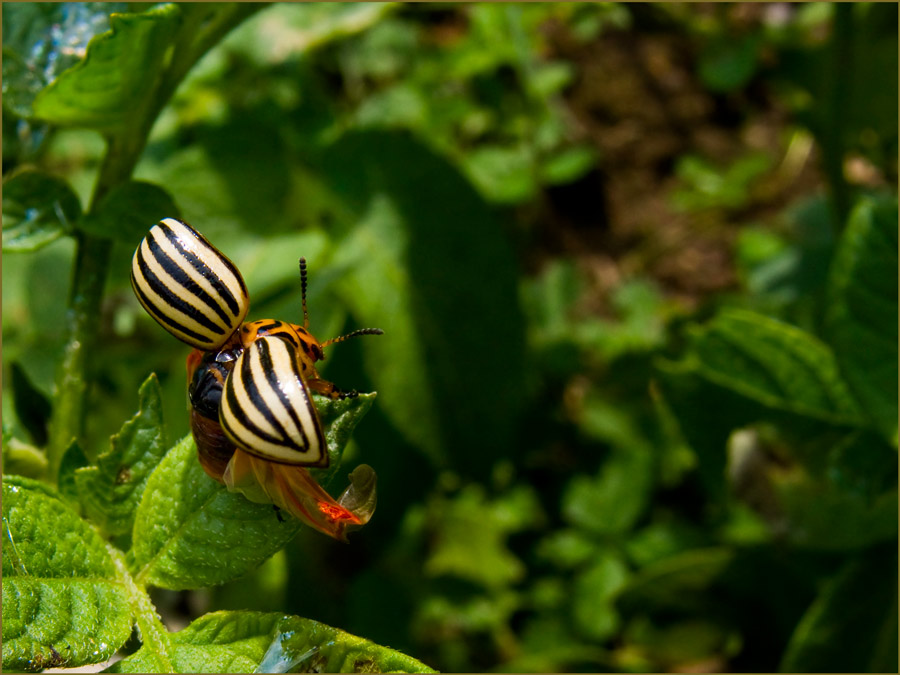 Leptinotarsa decemlineata