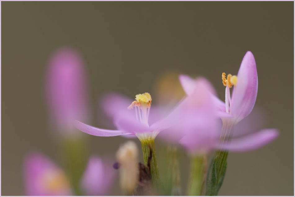 Centaurium erythraea