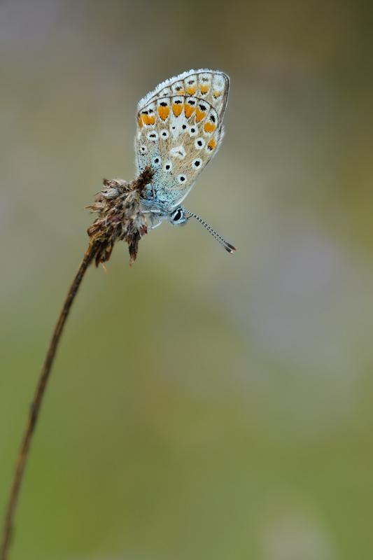 polyommatus thersites