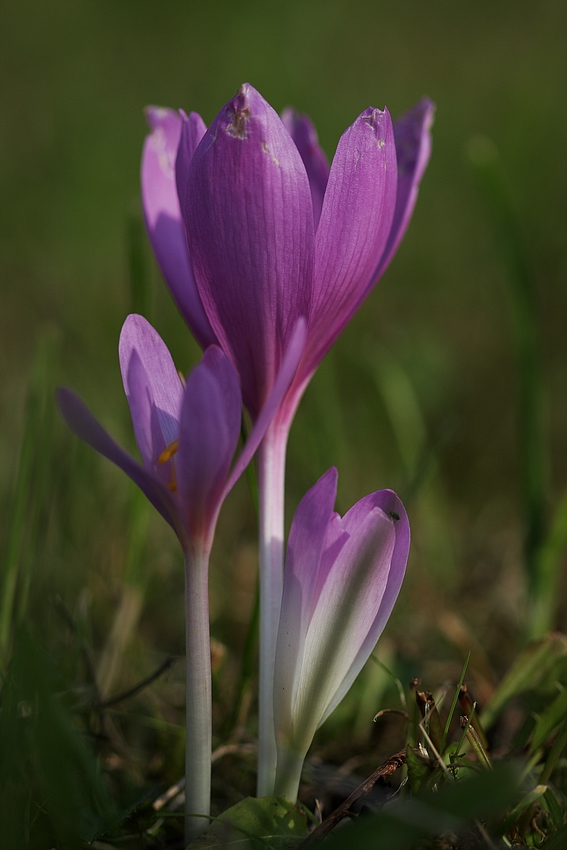 Herbstzeitlose (Colchicum autumnale)