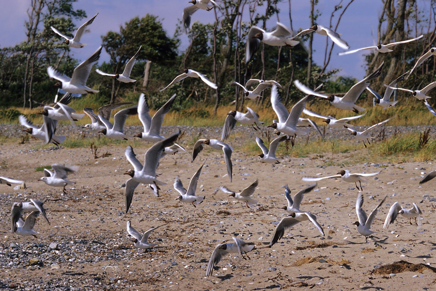 Lachmöwenschwarm (Larus ridibundus) am Ostseestrand