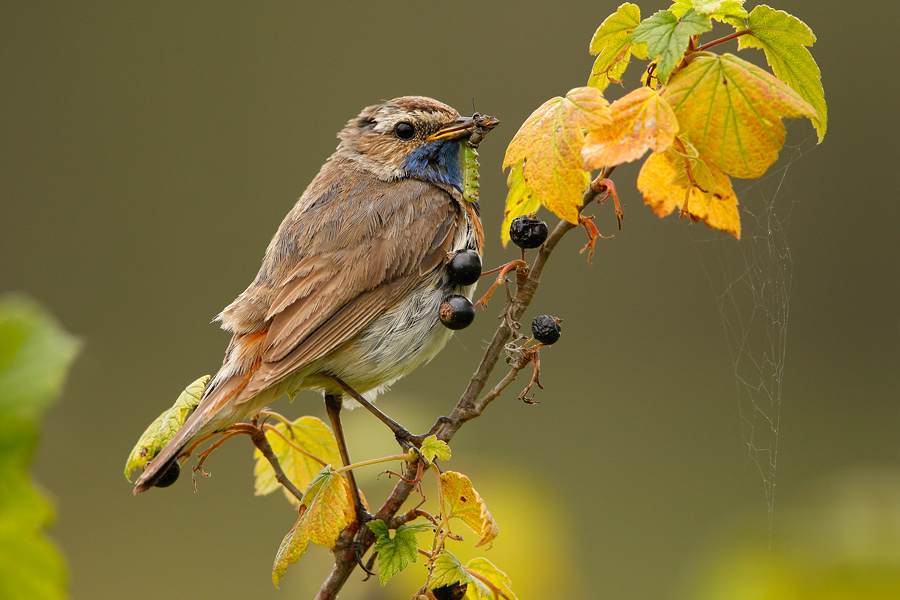 Blaukehlchen (Luscinia svecica)