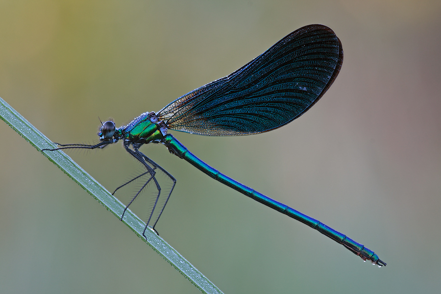 Ganz schön blau