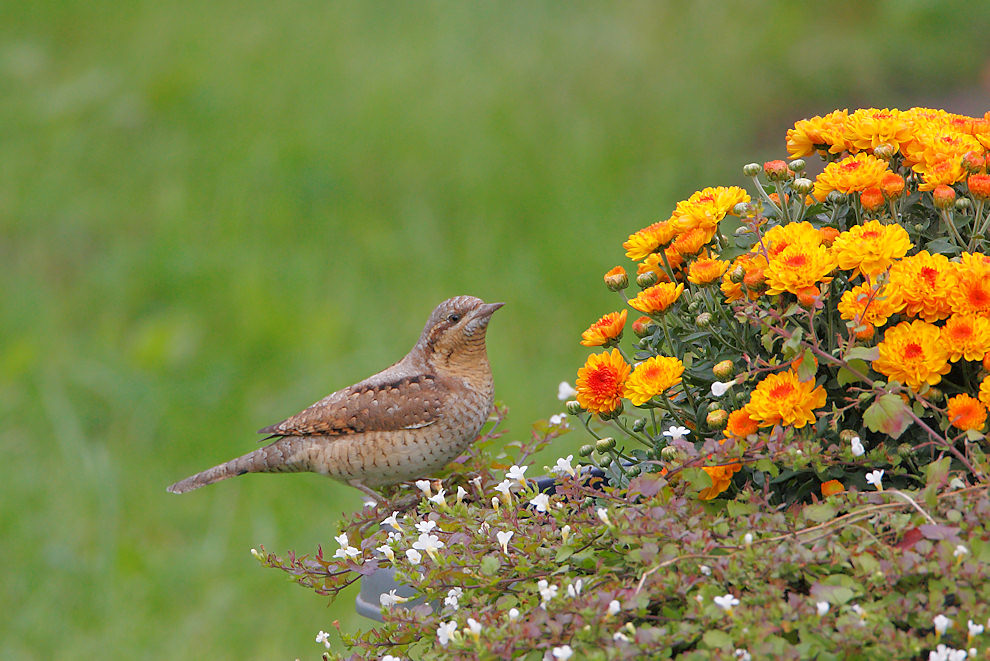 Wendehals auf Blumenkübel