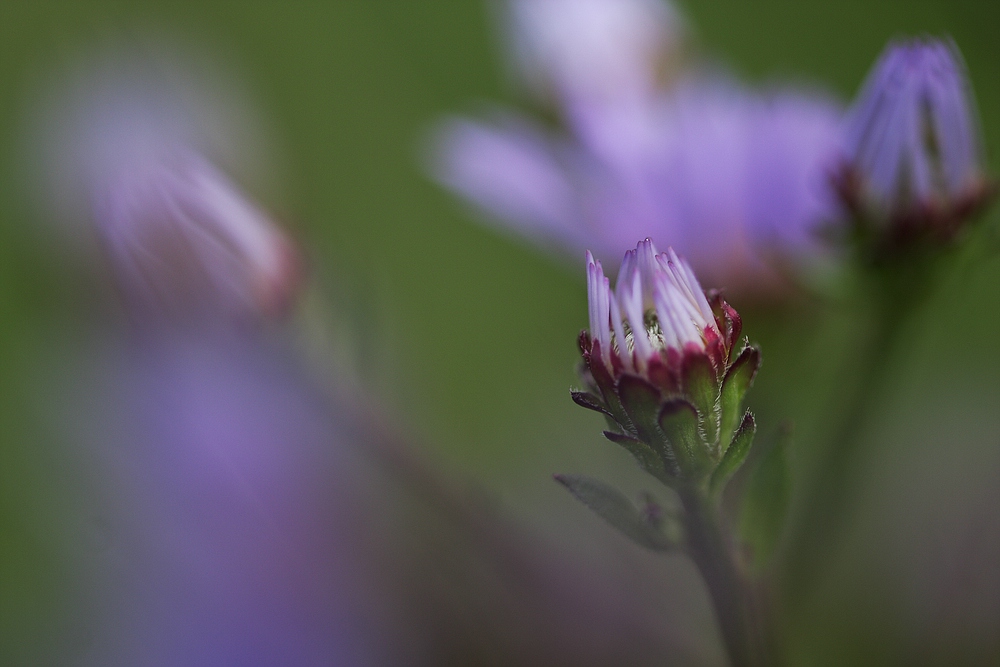 Bergaster (Aster amellus)