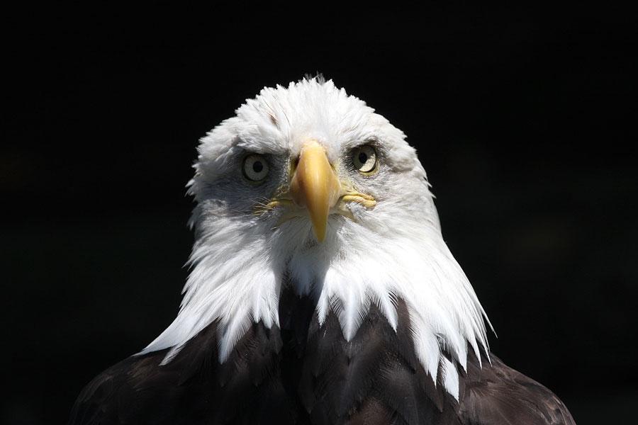 Weißkopf Seeadler