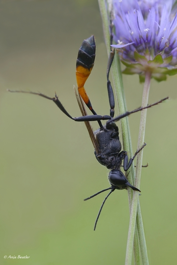 Sandwespe (Ammophila sabulosa)