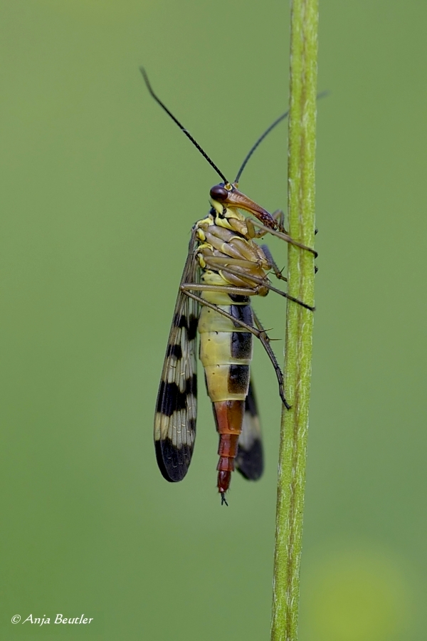 Skorpionsfliege