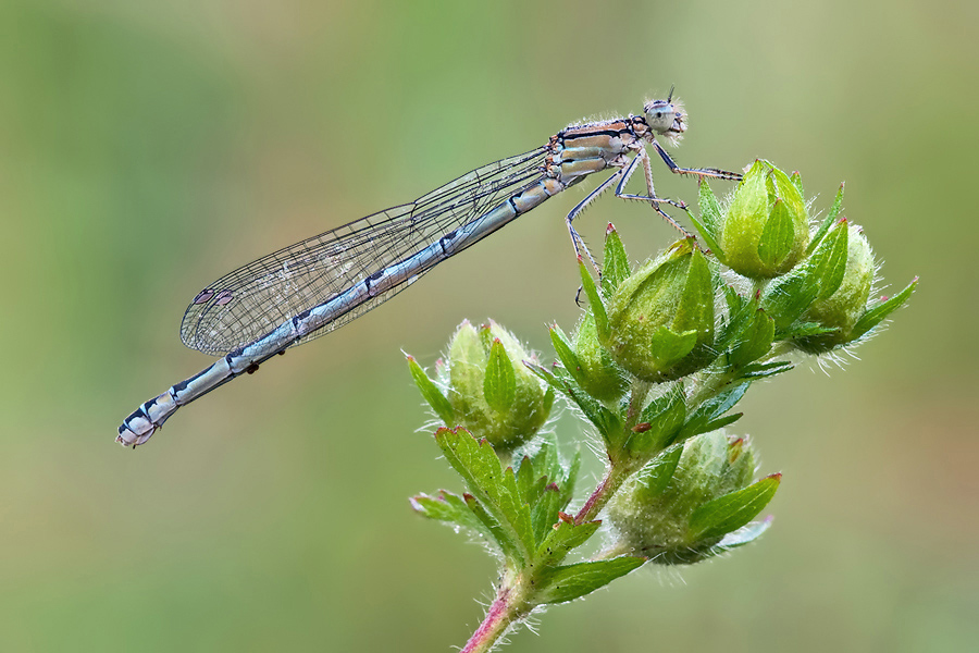 Enallagma cyathigerum