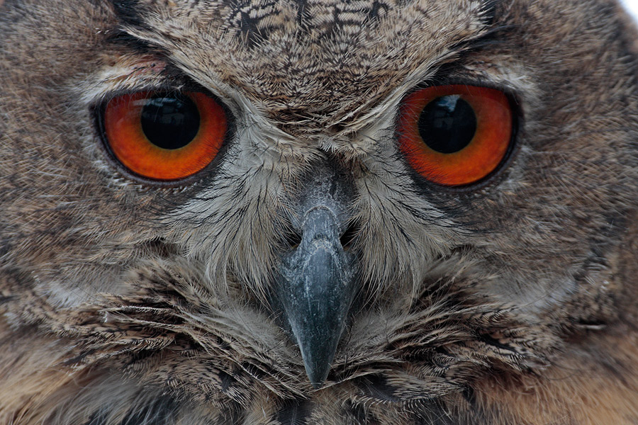 Bubo