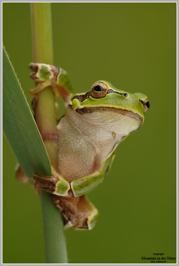 Laubfrosch (Hyla arborea)