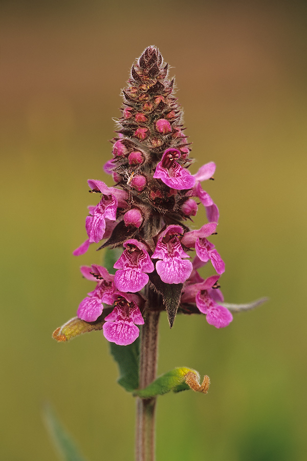 Sumpf-Ziest (Stachys palustris)