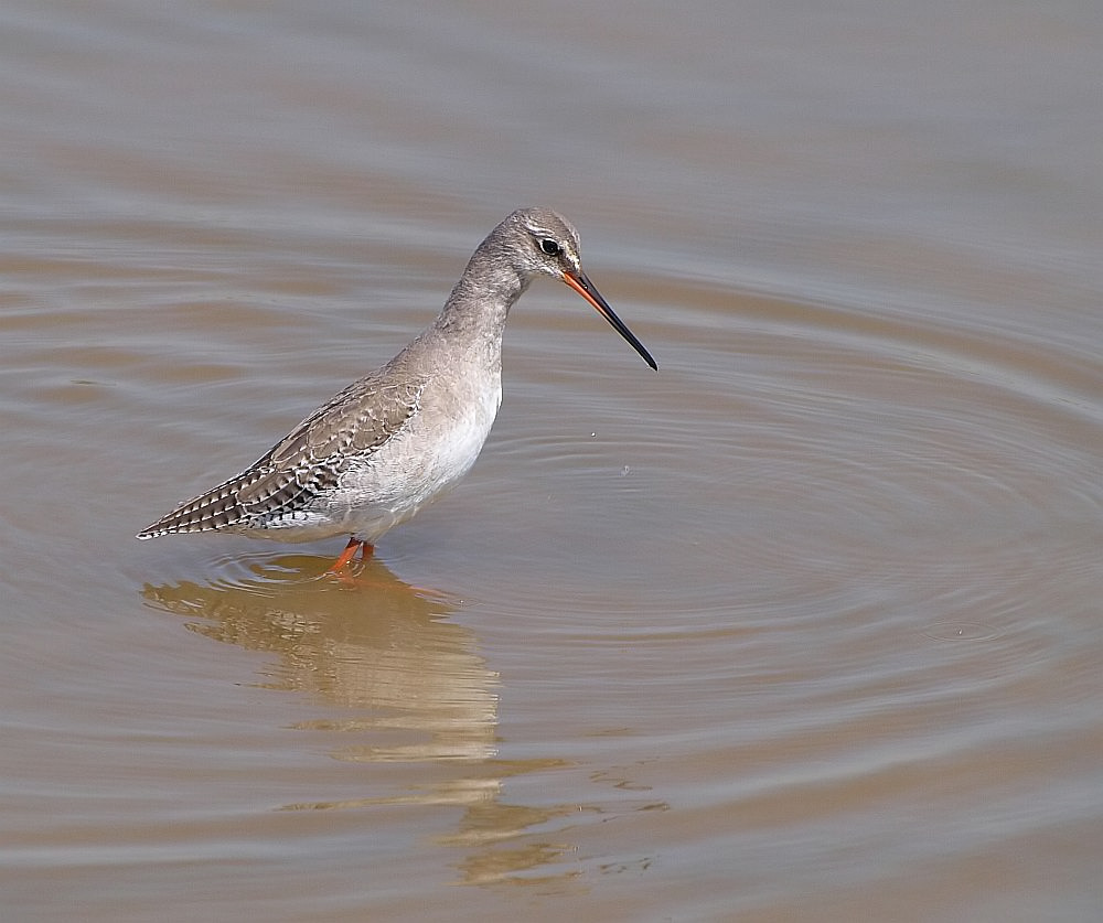 Dunkler Wasserläufer (Tringa Erythropus) im Ruhekleid