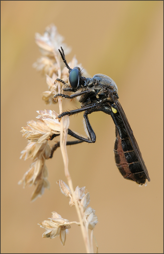 Schwarze Habichtsfliege( Dioctria atricapilla)