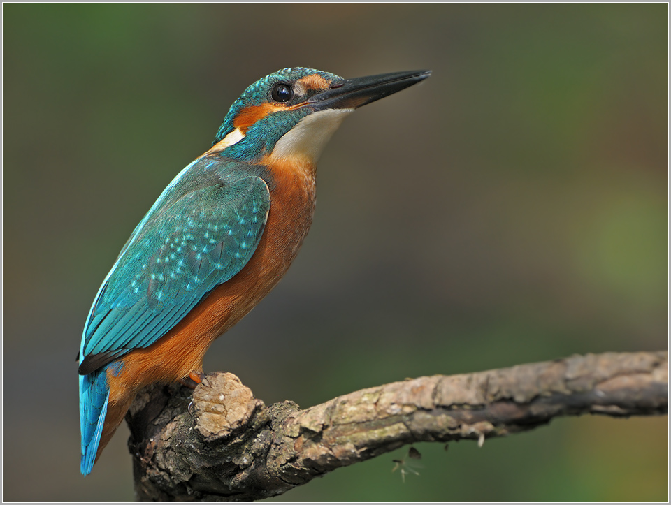der 487. Eisvogel