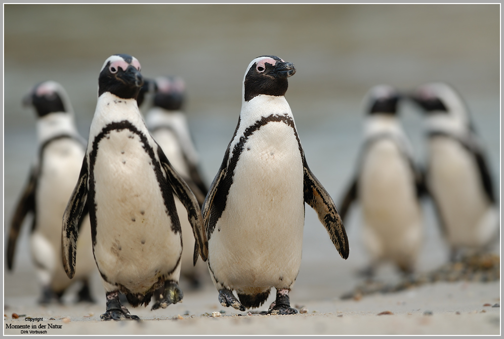 Brillenpinguin (Spheniscus demersus)