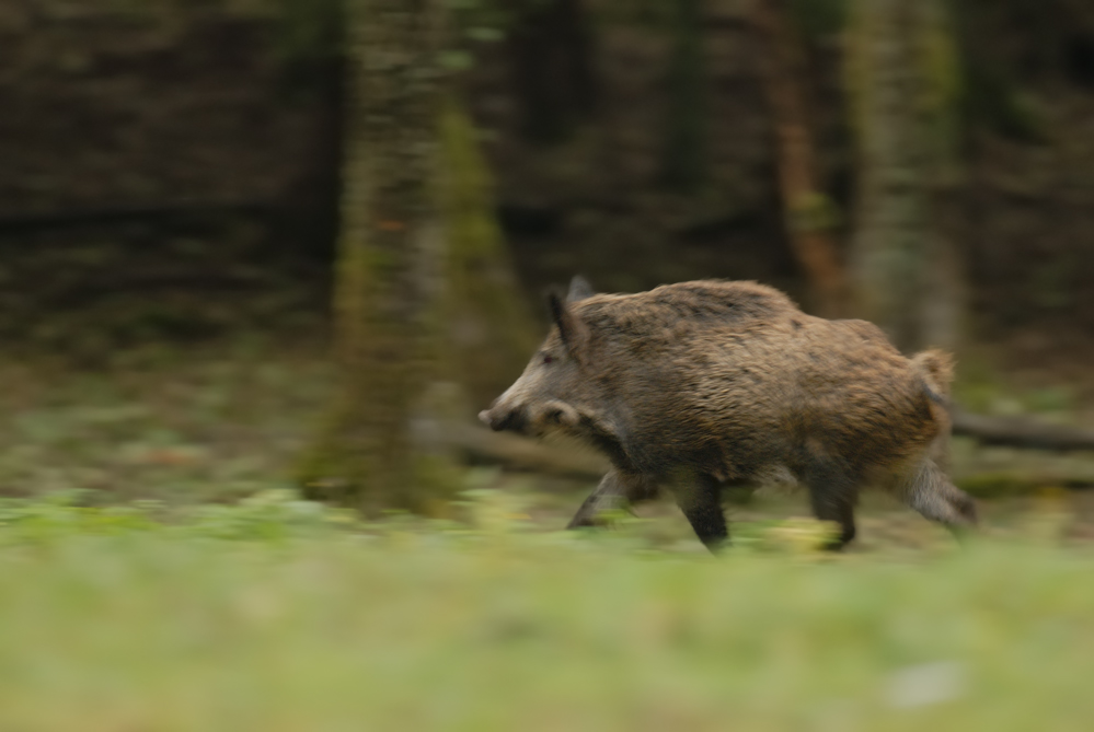 Keiler auf der Flucht