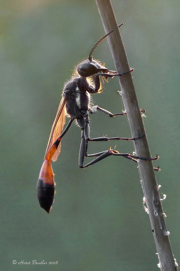 Beim letzten Sonnenstrahl ...  2