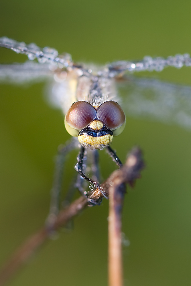 Schwarze Heidelibelle