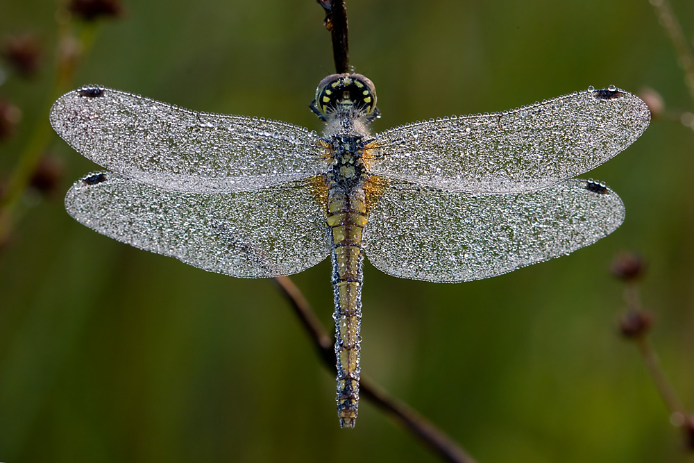 Pearly dewdrops