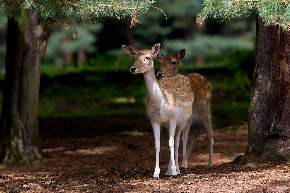 Damwild im schönsten Licht