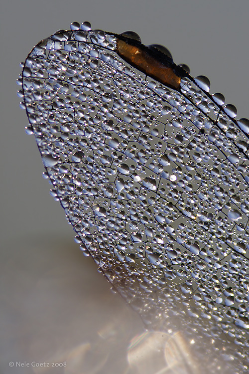 Flügeldetail