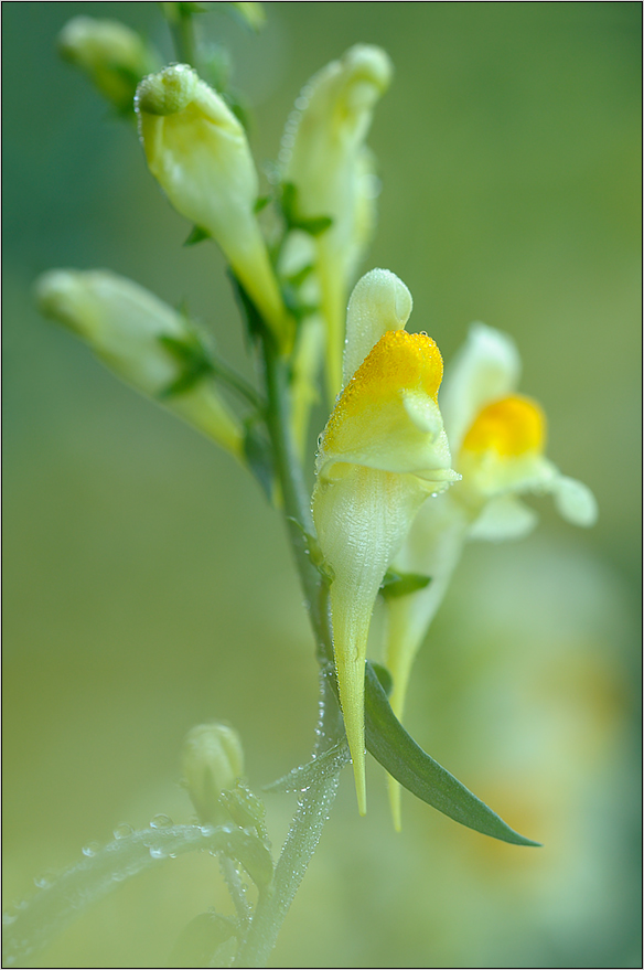 Frauenflaschs(Linaria vulgaris)