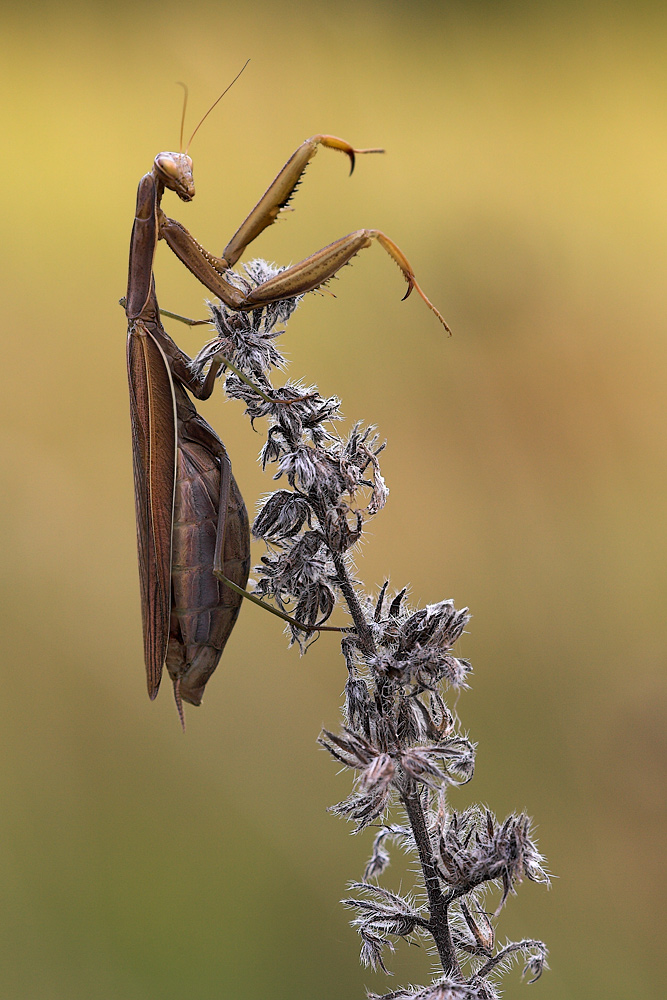 Mantis Religiosa