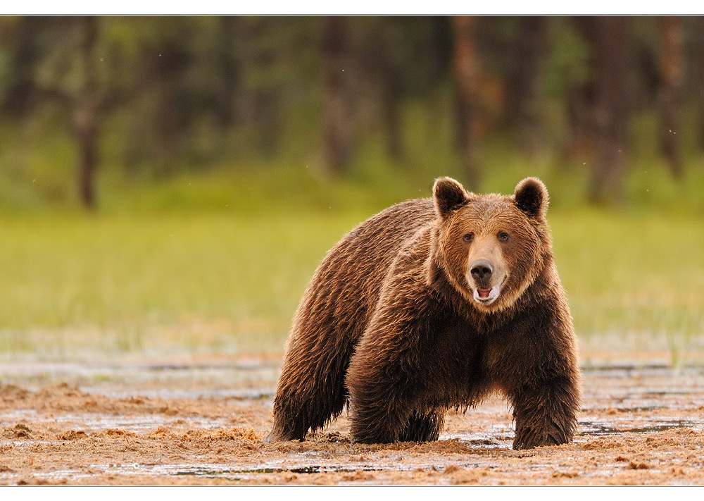 Braunbär im Abendlicht