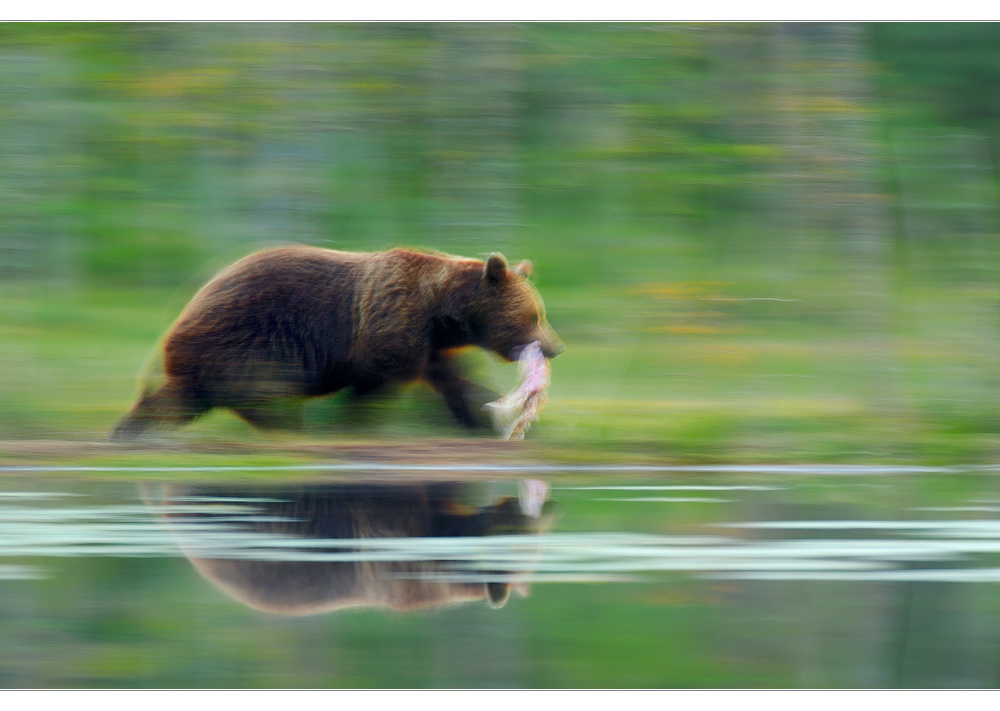 Braunbär Mitzieher