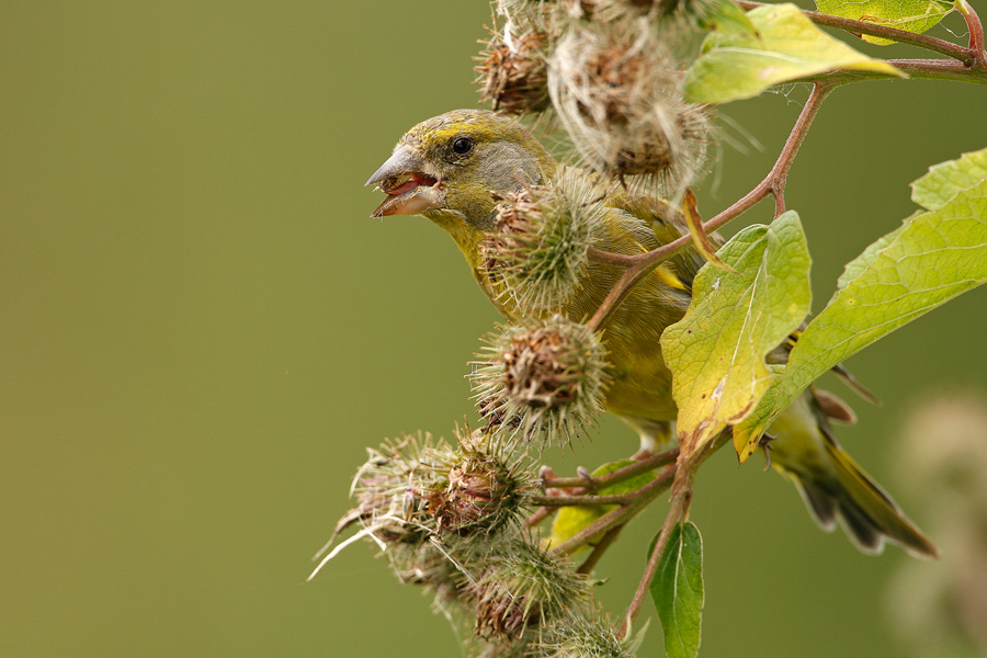 Grünling (Carduelis chloris)