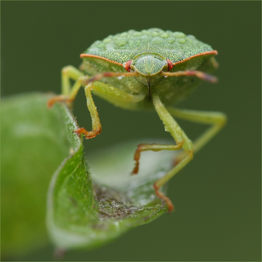 Grüne Stinkwanze (Palomena prasina)